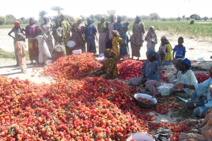 Autonomisation des femmes : une priorité au cœur des interventions de la Banque africaine de développement